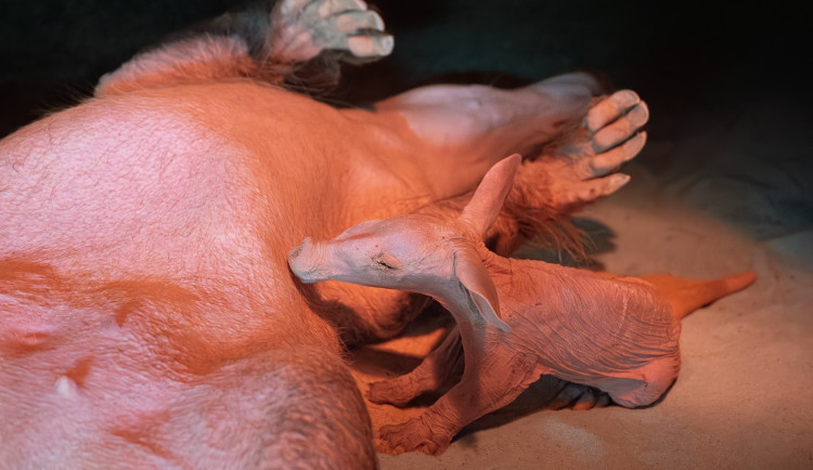 mládě hrabáče kapského