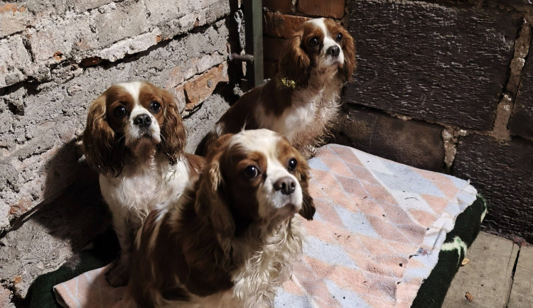 Strážníci odchytávali psy z množírny, jedna z fen začala rodit