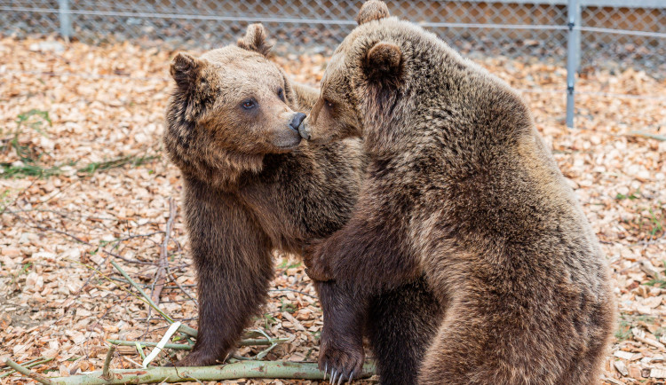 Do Krkonoš se vrací medvědi hnědí. Žít budou pod Stezkou korunami stromů