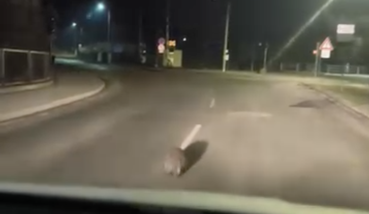 autor: Městská policie Broumov