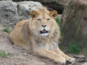 FOTO: Vzácný lev odcestoval z Moravy do Izraele, nebezpečí mu prý nehrozí