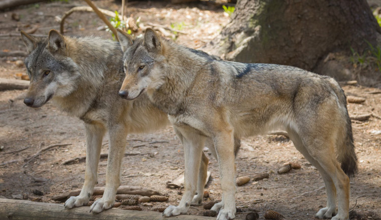 Vlk ohrožoval člověka, šelmy teď dostaly speciální obojky