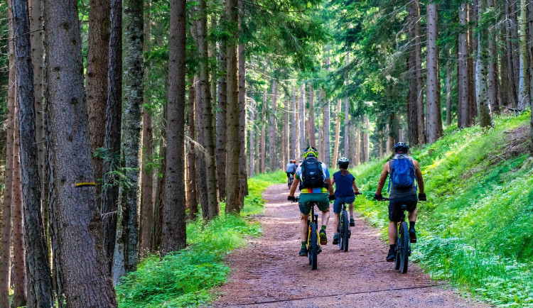 mabras-forest-4366094_1280