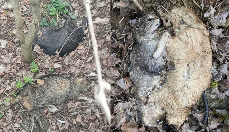 Na Hodonínsku někdo bezcitně vraždí kočky. Láká je do pasti a těla pohazuje po okolí