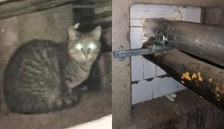 Kauza zazděných koček v Praze. K týrání podle policie nedochází