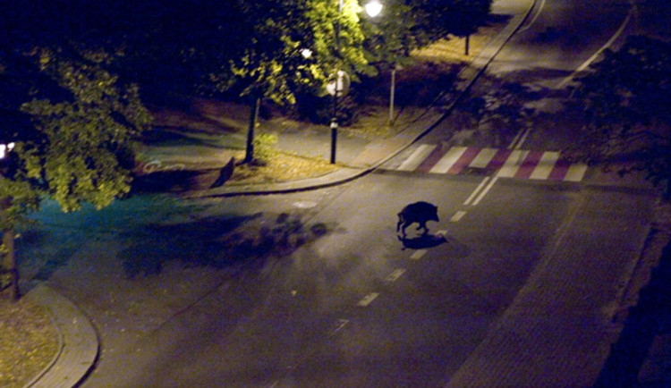 Stříbro čelí nájezdům divokých prasat, radnice prosí obyvatele o pomoc