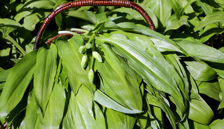 Medvědí česnek se prodražil. 84leté ženě při sběru v Přerově ukradli peněženku