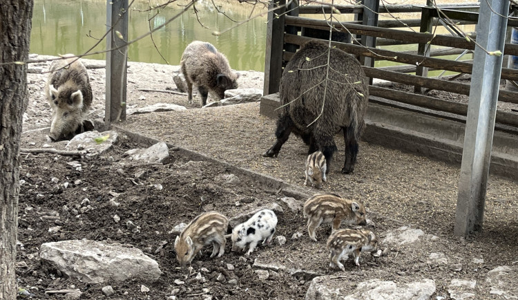 FOTO: Brňané se rozplývají nad selátky v Holedné, narodilo se jich osm