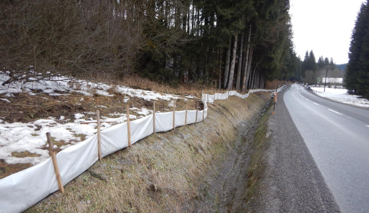 Žáby na jaře migrují ve velkém. Aby nehynuly pod koly, staví dobrovolníci zábrany