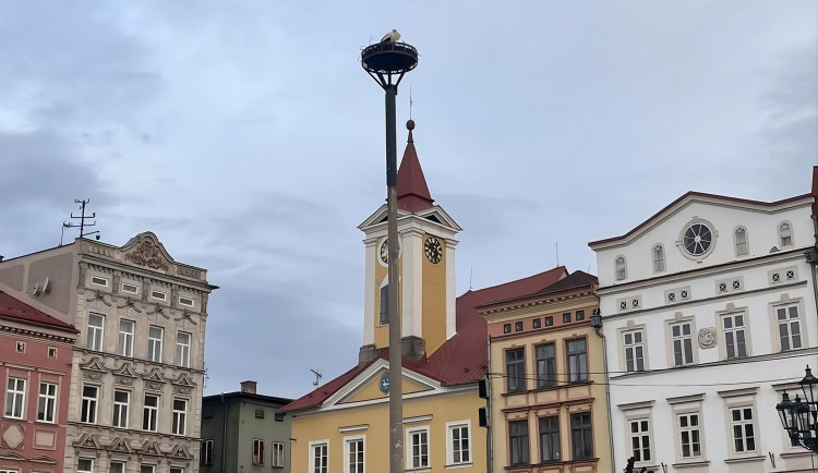 Čápi jsou zpět v Broumově. Obsadí znovu morový sloup, nebo vezmou zavděk náhradním bytem?