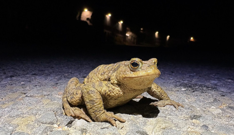 Dobrovolníci loni na Šumavě přenesli přes silnice tisíce žab a čolků