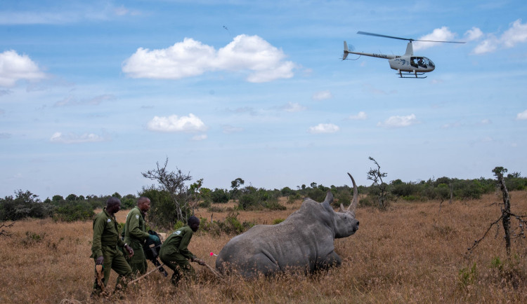 Odborníci vytipovali a do blízkosti bom v Ol Pejetě přemstili další dvě potenciální náhradní matky jižní formy bílého nosorožce.