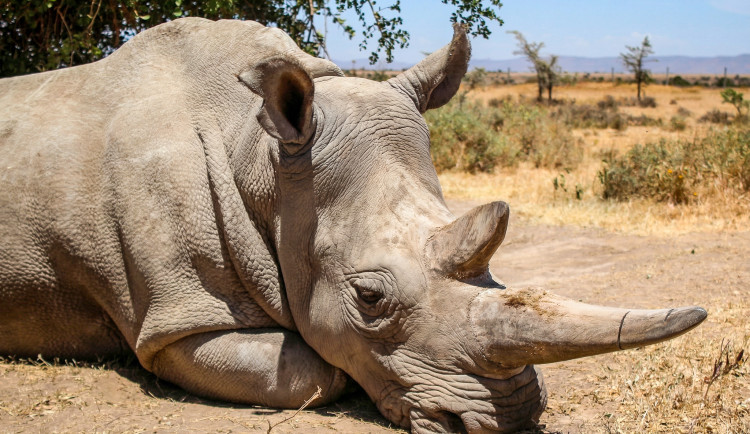 Nováček ve Dvoře: Samice nosorožce z Německa si zvykla a už je ve výběhu