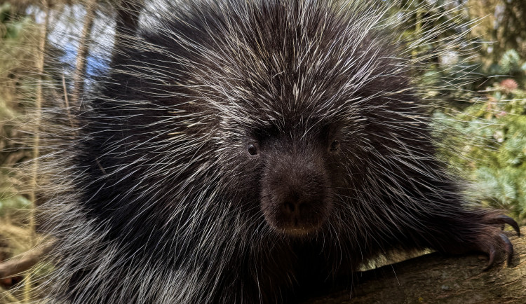 Po téměř 15 letech se do zoo vrací urzoni, noční můra amerických pejskařů