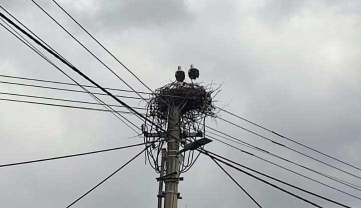 Ochránci zvířat řešili nebezpečné hnízdo. Čápi se usadili na sloupu vysokého napětí