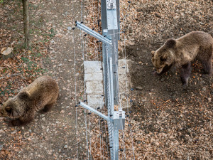 Aklimatizace medvědů Alice a Michala probíhá v Krkonoších skvěle