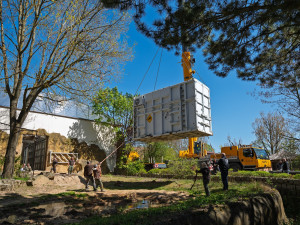 Zoo Dvůr Králové získala z Francie sloní samici, celkem má tři slony