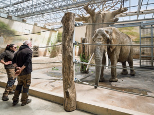 Zoo Dvůr Králové získala z Francie sloní samici, celkem má tři slony