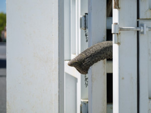 Zoo Dvůr Králové získala z Francie sloní samici, celkem má tři slony