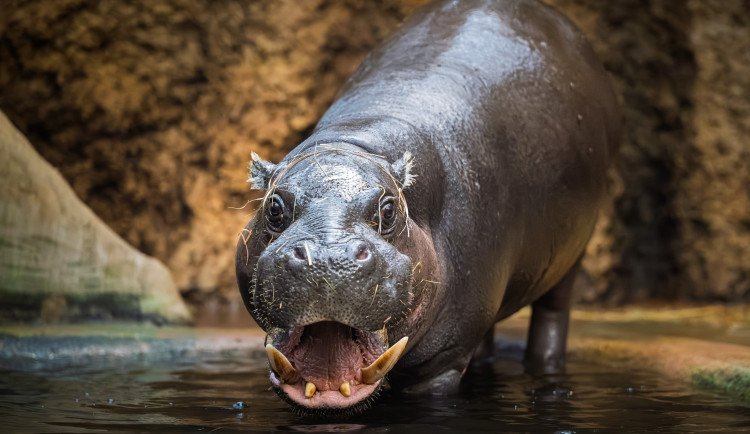 Zoo ve Dvoře Králové patří k nejoblíbenějším českým zahradám