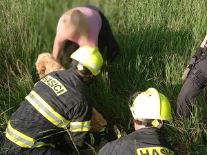 FOTO: Hasiči v Předměřicích zachránili psa. Spadl do hluboké skruže