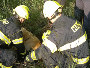 FOTO: Hasiči v Předměřicích zachránili psa. Spadl do hluboké skruže