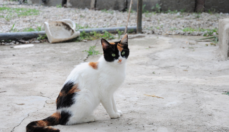 fotorain-cat-5209946
