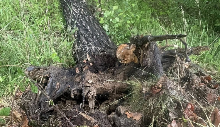 Strom se zřítil na muže ve stanu, západem Čech se prohnala silná bouřka