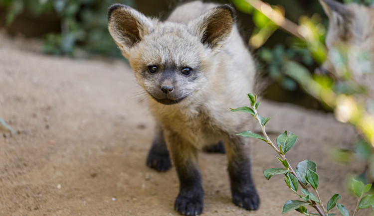FOTO: Ušaté nadělení v pražské zoo. Po 14 letech se narodila štěňata psa z Afriky