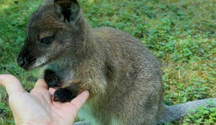 Po Budějcích může skákat klokan. Skippy utekl u nemocnice, majitelé prosí o pomoc