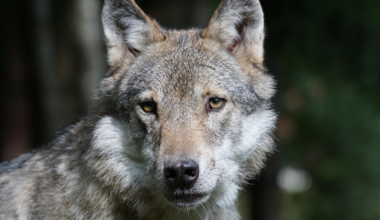 pixel-mixer-wolf-1504406_1920