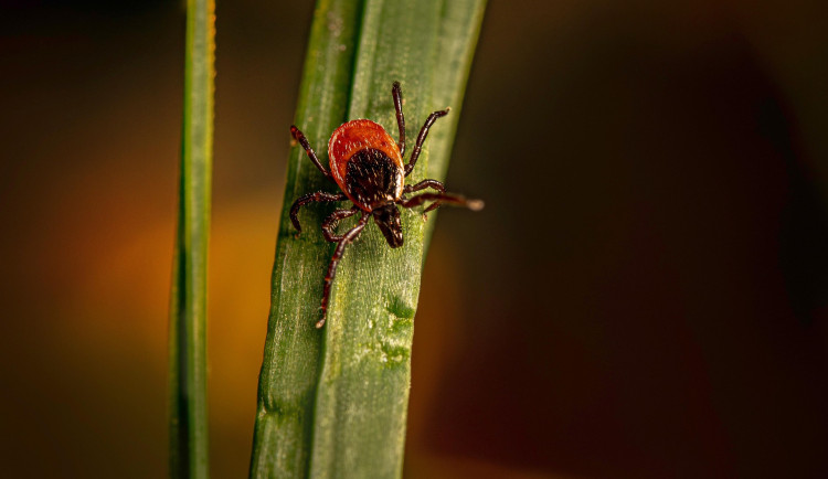 erik_karits-castor-bean-tick-8376615_1920