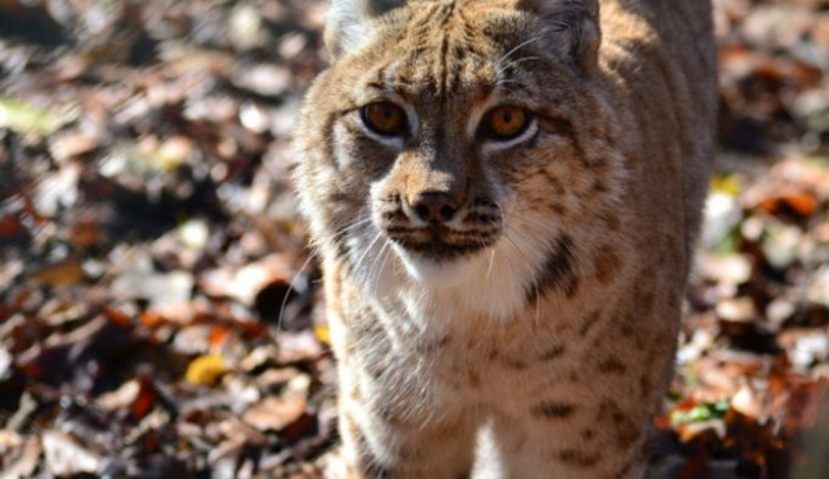 Jihlavská zoo se po dvou letech vrátila k chovu rysů, pár dostala z Německa