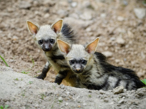 Za vysvědčení za osmdesát korun. Safari Park chystá akci pro děti