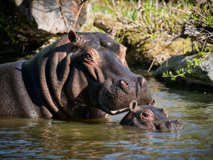 Za vysvědčení za osmdesát korun. Safari Park chystá akci pro děti