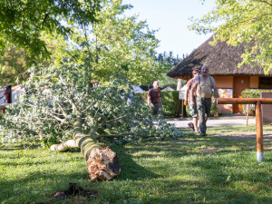 Safari Parkem se prohnala blesková bouře, kácela stromy