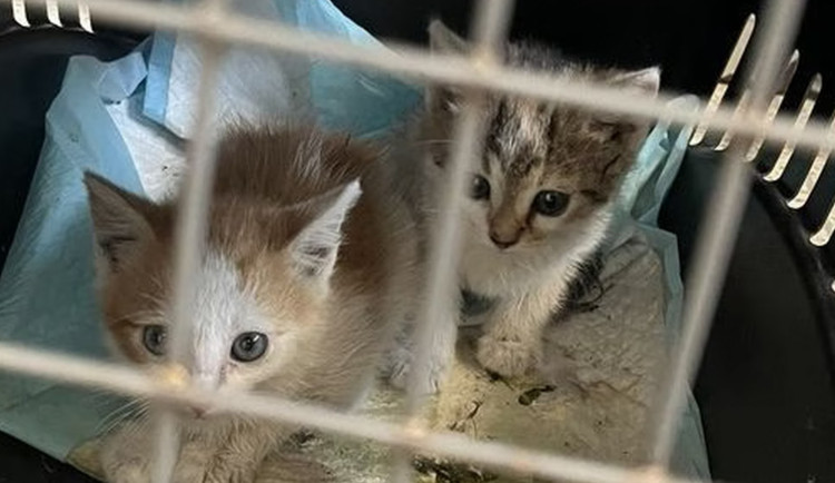 Strážníci našli opuštěná koťata, které někdo nechal na školním dvoře v Olomouci