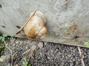 Požár elektrického rozvaděče na Trutnovsku způsobil hlemýžď
