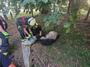 Hasiči o víkendu zachraňovali ovci z mokřadu i ptáče uvězněné v okapu