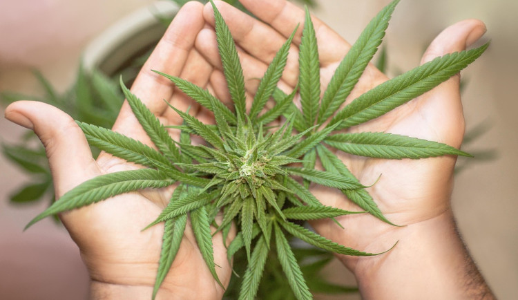 marihuana