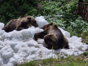 FOTO: Medvědi v Krkonoších dostali uprostřed léta sněhovou nadílku