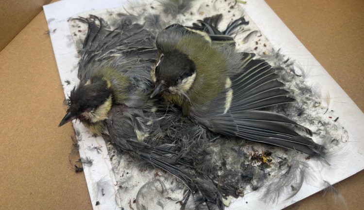 Zakázané lepové pasti dál zabíjejí ptáky, záchranáři varují před jejich používáním