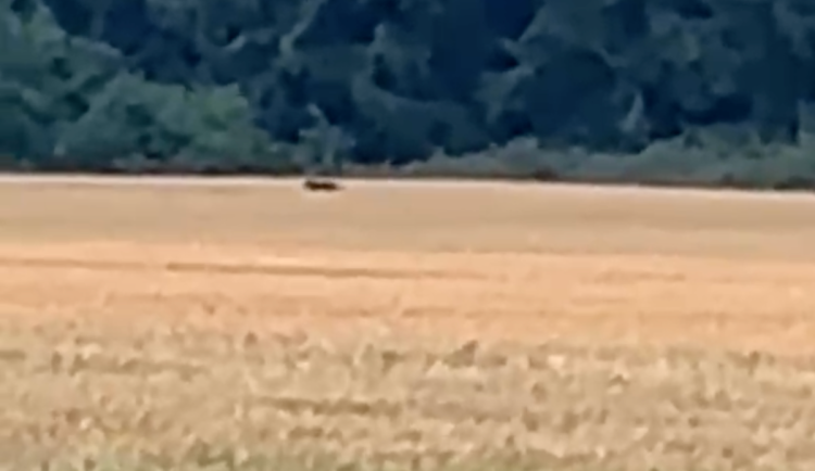 VIDEO: Černý panter znepokojil obyvatele Táborska. Policie prověřuje další hlášení