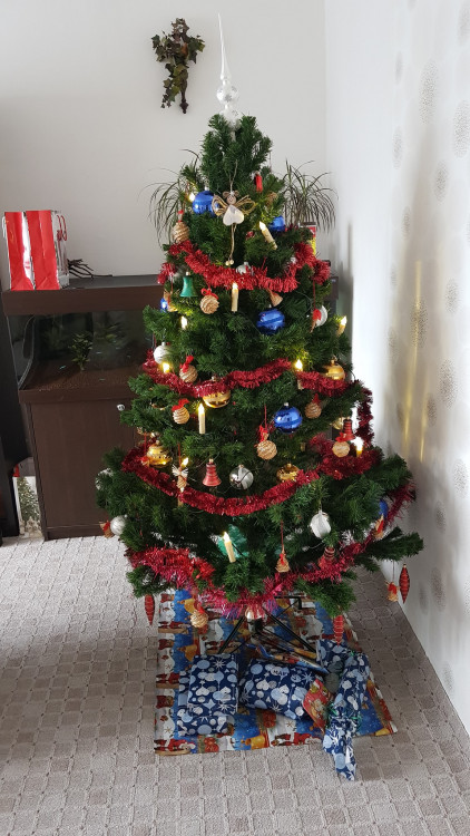 Vánoční stromky