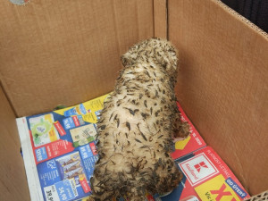 Psi žijící v nevyhovujících podmínkách