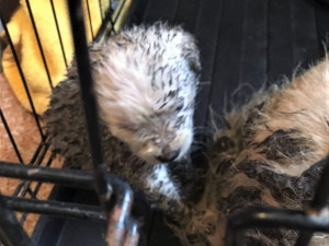 Psi žijící v nevyhovujících podmínkách