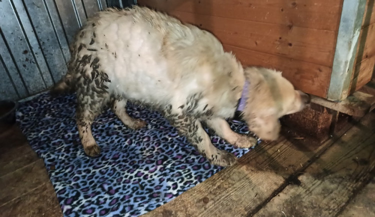 Psi žijící v nevyhovujících podmínkách