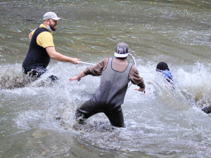 GELERIE: Odchyt pelikánů v Safari Parku Dvůr Králové nad Labem