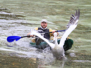 GELERIE: Odchyt pelikánů v Safari Parku Dvůr Králové nad Labem