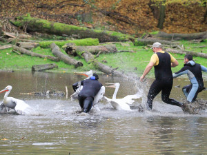 GELERIE: Odchyt pelikánů v Safari Parku Dvůr Králové nad Labem